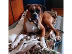 Adopt Radar - FOSTER OR ADOPT ME!! a Boxer