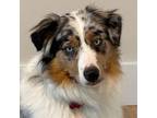 Adopt Cashew a Australian Shepherd