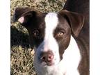 Adopt Mahomes a Australian Shepherd, Pit Bull Terrier