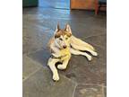 Adopt 24Ohana a Siberian Husky