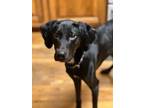 Adopt Grady: Almost Starved to Death a Labrador Retriever, Hound