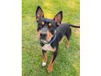 Adopt FLUFFY a Rottweiler, Black and Tan Coonhound
