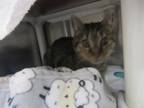 Adopt ROCKY a Domestic Short Hair