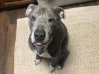 Adopt WILBUR a Pit Bull Terrier