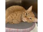 Adopt Sami a Domestic Short Hair, Manx