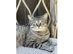 Adopt Planters a Domestic Short Hair, Tabby