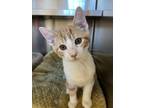 Adopt Chexmix a Domestic Short Hair