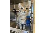 Adopt Limabean a Tabby