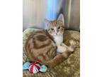 Adopt Campfire a Domestic Short Hair, Tabby