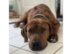 Adopt Texas a Coonhound, Mixed Breed