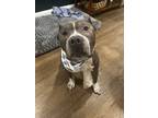Adopt Auggy a Pit Bull Terrier