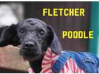 Adopt FLETCHER in R.I. a Miniature Poodle