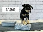 Adopt Cosmo a Cattle Dog