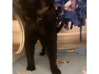 Adopt Ted E. Bear a Domestic Short Hair