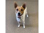 Adopt Tanner a Fox Terrier