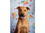 Adopt Cecil a Labrador Retriever