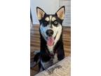 Adopt Greedo a Husky