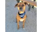 Adopt Bubba a Black Mouth Cur