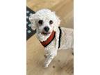 Adopt Mr Right a Miniature Poodle