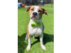 Adopt Hunter a American Staffordshire Terrier