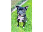 Adopt Dougie a American Staffordshire Terrier