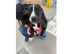 Adopt Ace a Pit Bull Terrier, Hound