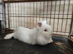 Adopt Alexander Hamilton LOUISVILLE a Lionhead