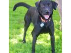 Adopt Max 24-03-123 a Black Labrador Retriever