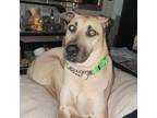 Adopt Flip a Great Dane, German Shepherd Dog