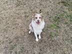 Adopt Rooster a Australian Shepherd