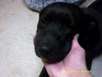 Adopt Black Jack a Mixed Breed