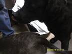 Adopt Bear a Labrador Retriever, Mixed Breed