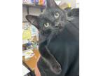 Adopt Milo a Domestic Short Hair