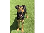 Adopt Mutt Damon a Shepherd, Mixed Breed