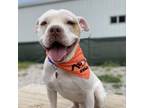 Adopt Brutus a Pit Bull Terrier
