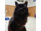 Adopt 1223-123 Nova (AKA Merle) a Domestic Medium Hair