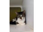 Adopt Holland a Domestic Short Hair