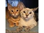 Adopt Awesome Aran and Super Sonic a Siamese, Tabby