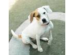Adopt Elmer a Beagle, Coonhound