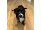 Adopt Leon (Benefactor Dog) a Miniature Schnauzer