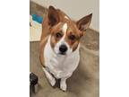 Adopt Bobo a Cardigan Welsh Corgi, Mixed Breed