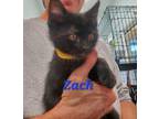 Adopt Zach a Domestic Medium Hair, Domestic Short Hair