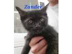Adopt Zander a Domestic Medium Hair, Domestic Short Hair