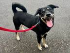 Adopt HENSON a German Shepherd Dog, Mixed Breed