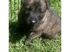 Adopt Ziti a Dutch Shepherd