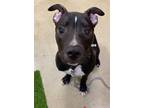 Adopt Snickers (BLIND) a Pit Bull Terrier