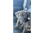 Adopt Danny a Labrador Retriever, Pit Bull Terrier