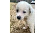 Adopt Sneezy a Great Pyrenees, Mixed Breed