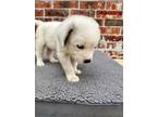 Adopt Happy a Great Pyrenees, Mixed Breed