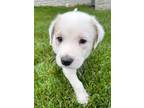 Adopt Doc a Great Pyrenees, Mixed Breed